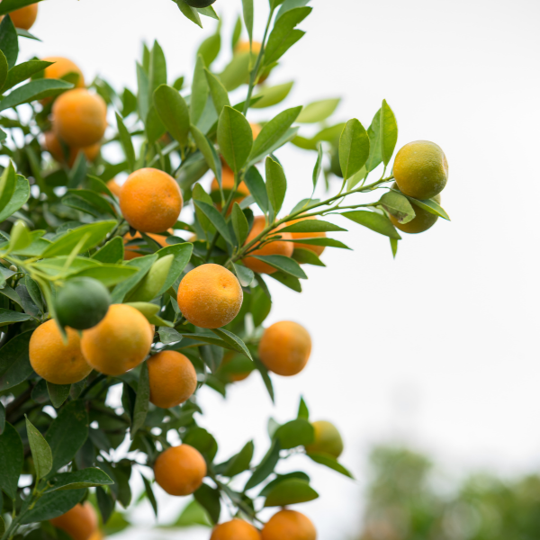 Blog-Main-what-is-trees-for-the-future