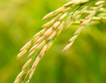 rice plant