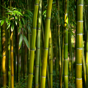 Bamboo plant