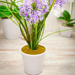 Fiore Violet Plastic Violet Allium in Plastic Pot - 4
