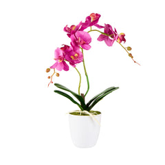 Fiore Magenta Plastic Moth Orchid in Plastic Pot - 8 Blooms - 4
