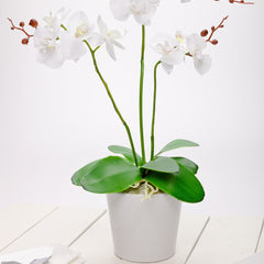 Fiore White Plastic Orchid in Plastic Pot - 12 Blooms - 5 1/2
