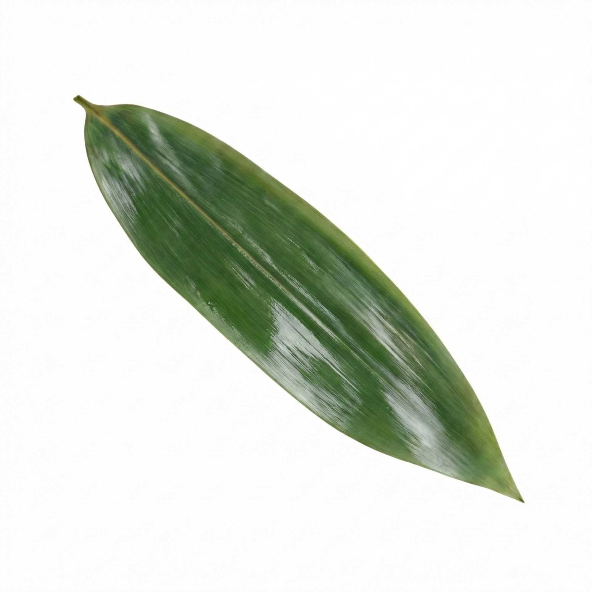 Dojo Green Fresh Bamboo Leaves - Vacuum Packed - 11 3/4" x 3 1/2" - 1000 count box