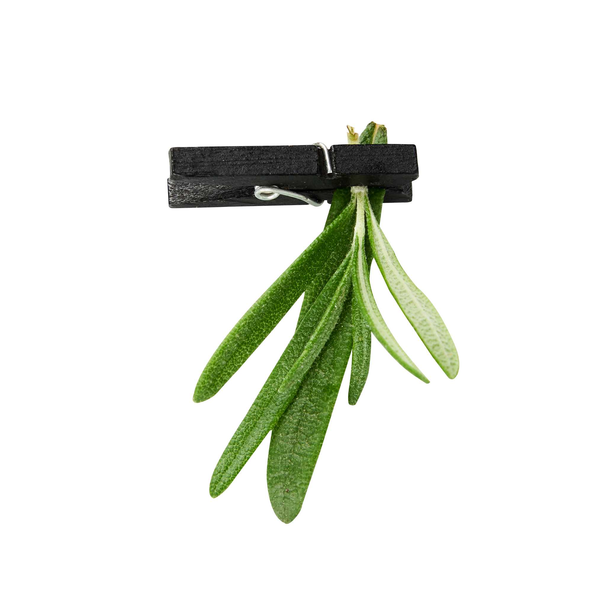 Bambuddha Black Bamboo Mini Clothespin - 1 1/4" x 1/4" x 1/4" - 10000 count box